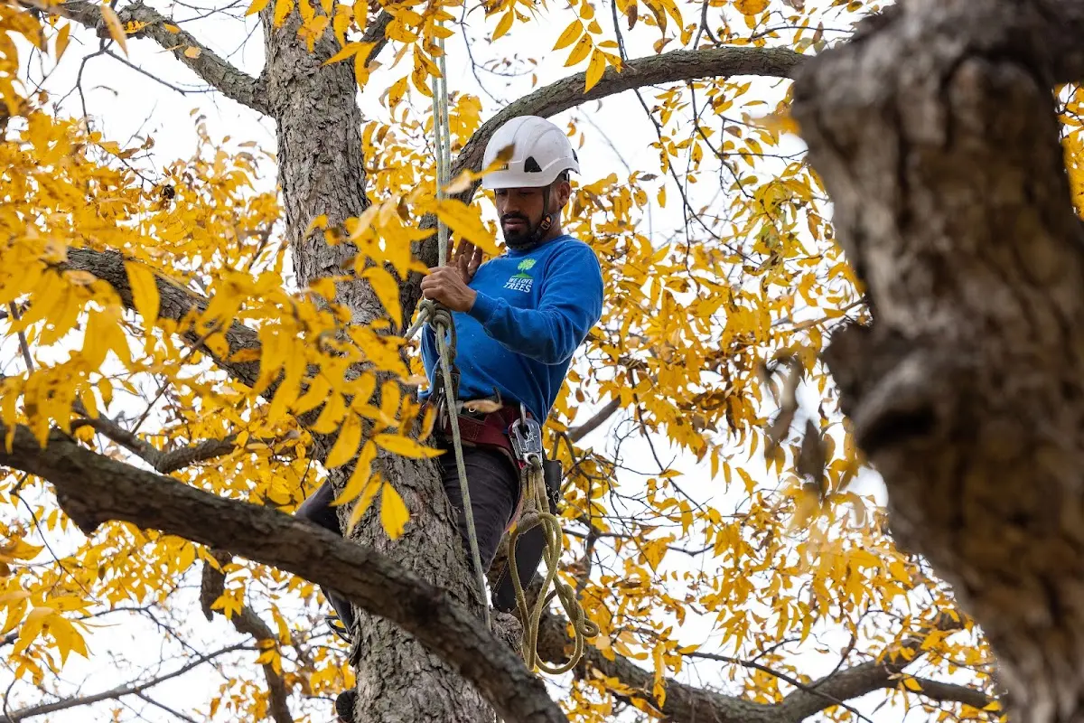 Skilled Tree Planing crew working in Winchester